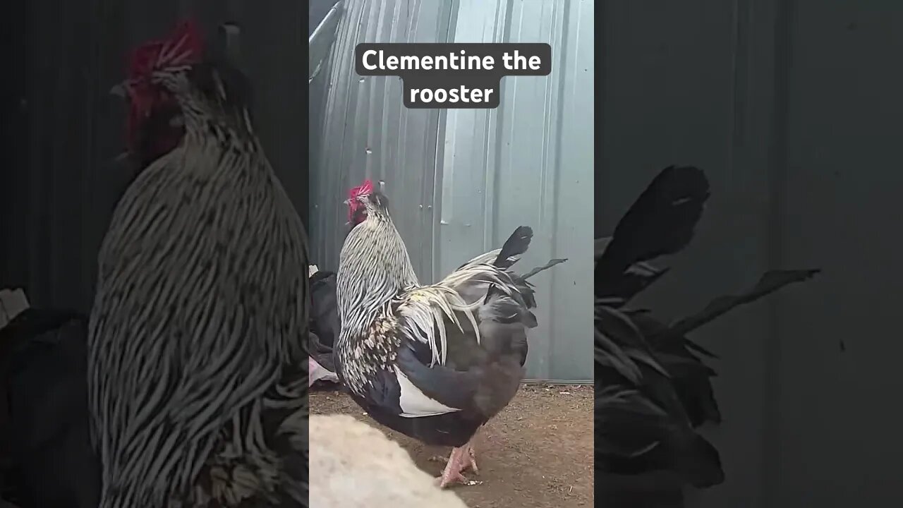 Farm surveillance. Clementine the rooster