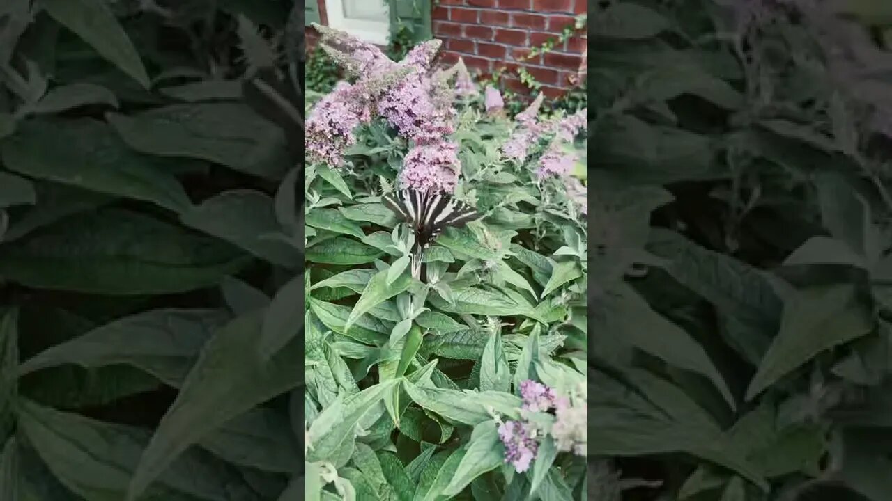 Butterfly with tail