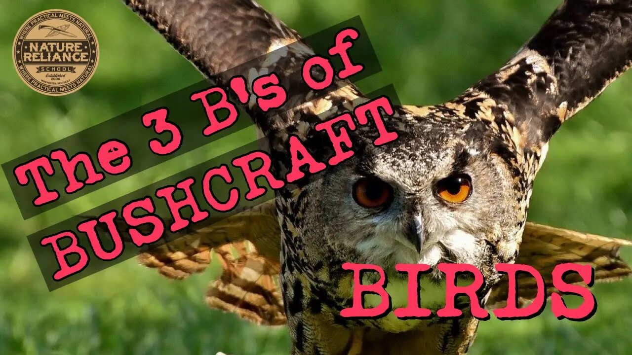 Georgia Bushcraft Virtual Gathering Video 2 - Birds