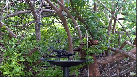 Black-and-white Warbler