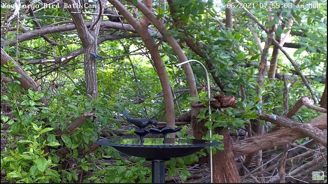 Black-and-white Warbler
