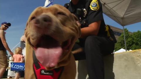 GBPD officer makes shelter dogs 'K-9s for a day'