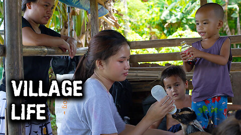 Philippines Village Life - Bottle Feeding 3 Baby Goats