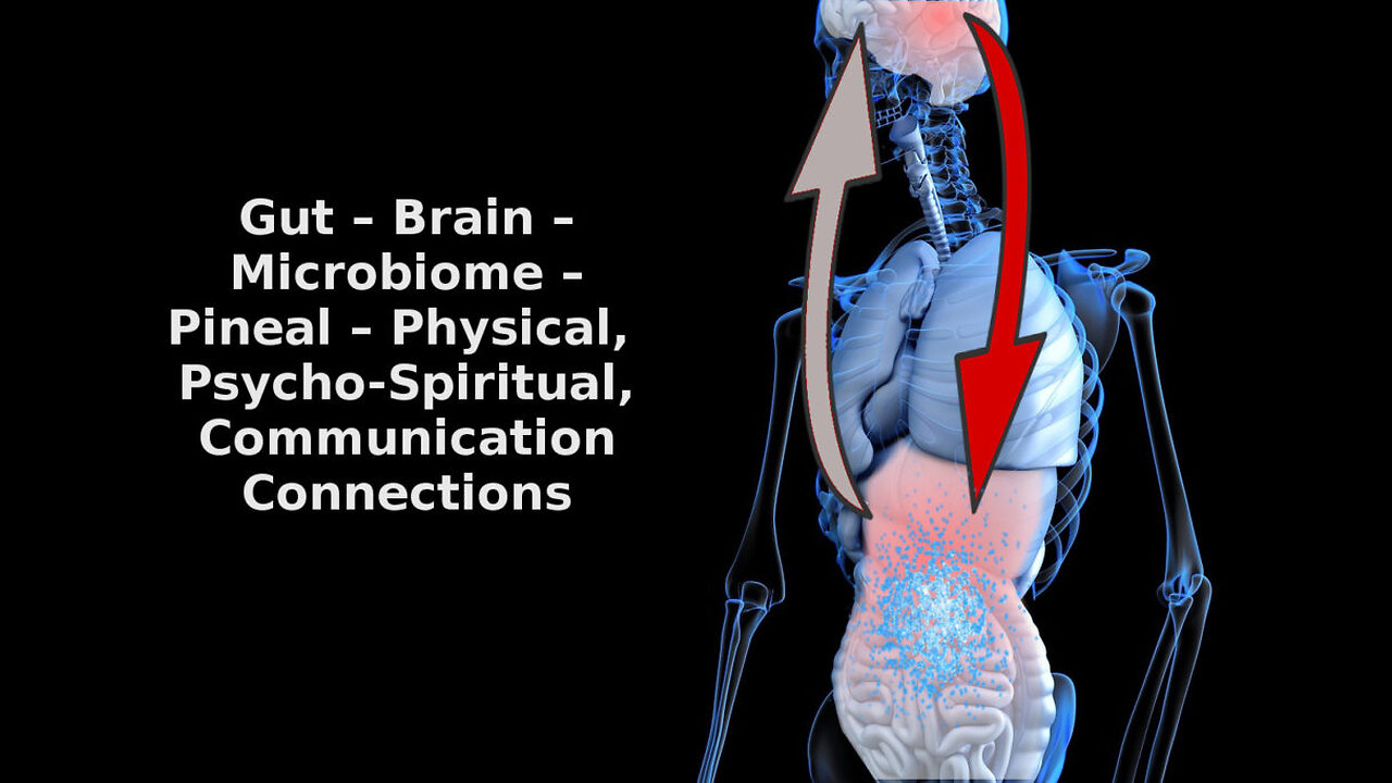 Why is your Gut called the 2nd Brain