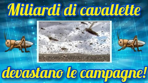 L'invasione delle cavallette in Sardegna! Sono miliardi!