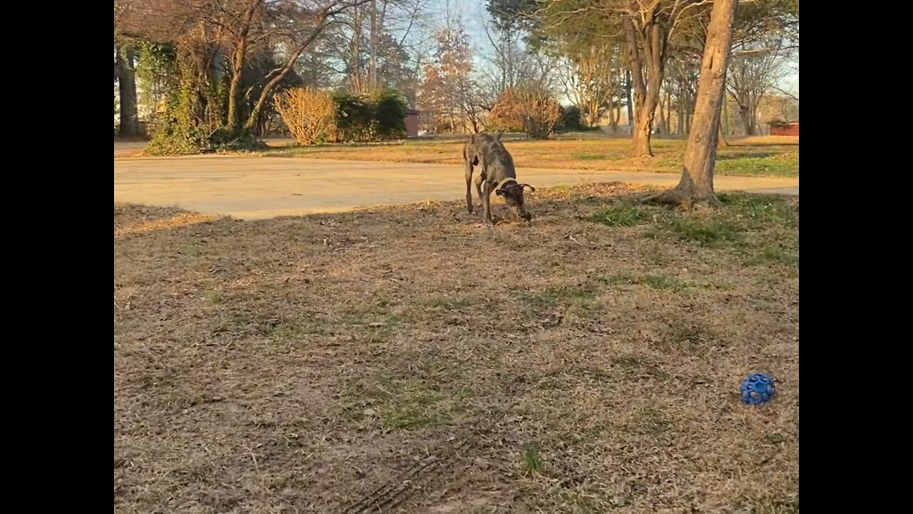 Funny Great Dane Battling a Pineapple Husk