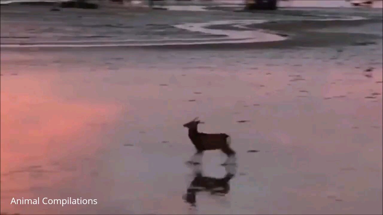 Baby deer Jumping around video