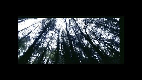 Ancient Pine Forest walk, Scotland