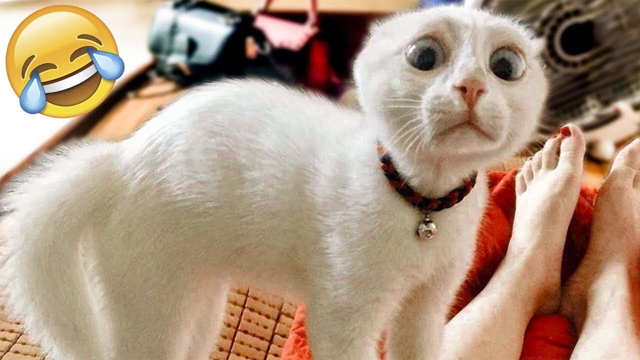 Pawsitively Hilarious: The Best of Cats and Dogs