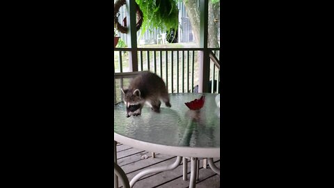 Bertha the raccoon looking for dinner