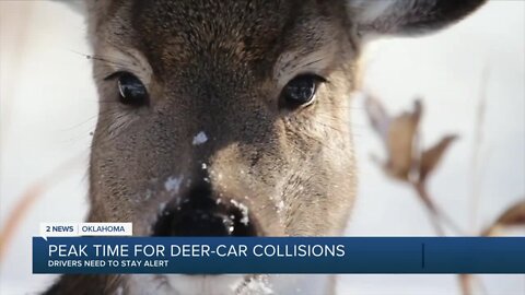 Deer-car collisions on the rise after daylight saving time