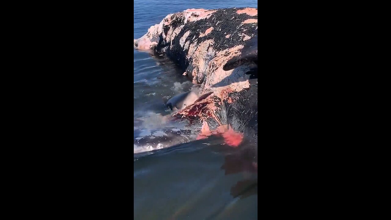 So Big Dead Whale | Shark Eating