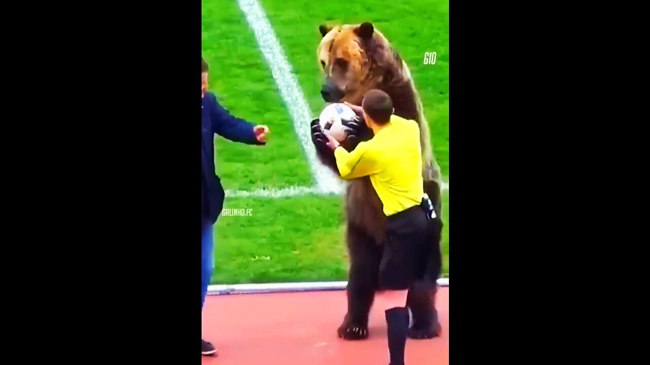 A bear in the stadium A cat in the stadium Animal on the football pitch Gato negro en el camp nou