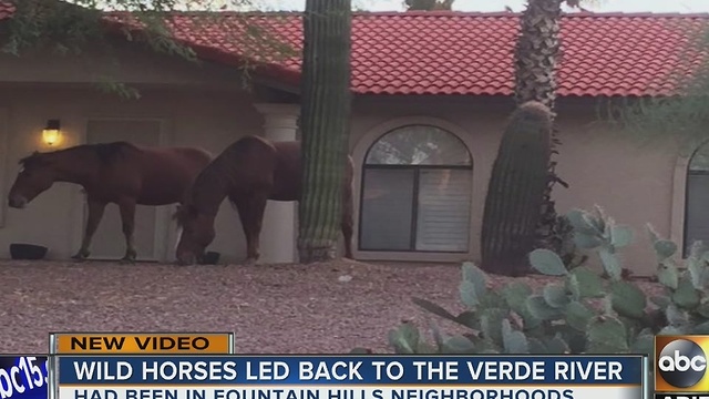 Wild horses in Fountain Hills returned to reservation