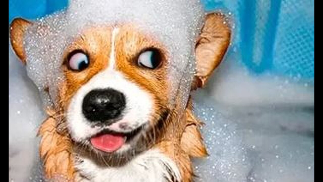 dog has a bit too much fun in the bath!