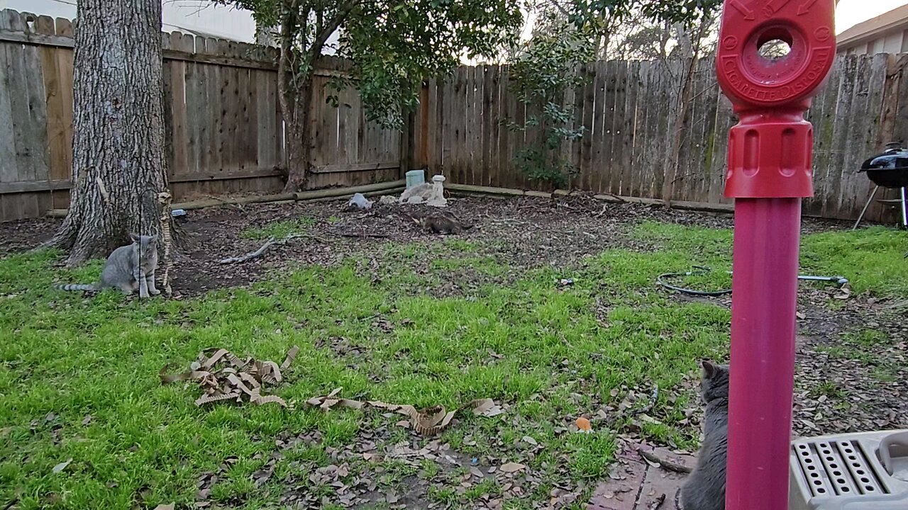 Backyard Shenanigans Part 1
