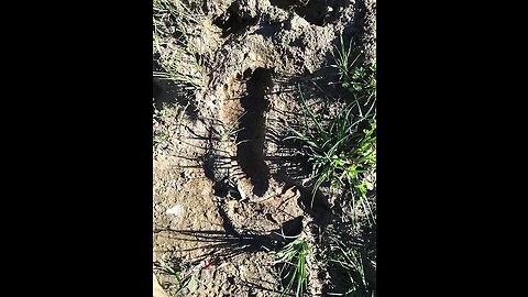 Bigfoot & Dogman Prints in Central Alabama