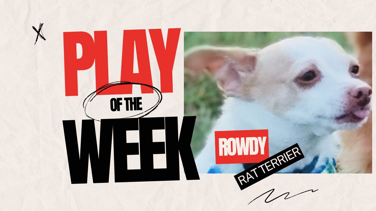 ROWDY Rat Terrier!