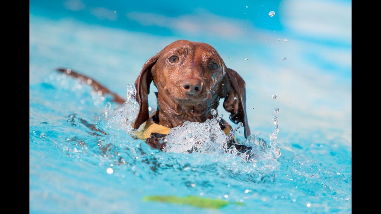 Teaching Dogs How To Swim