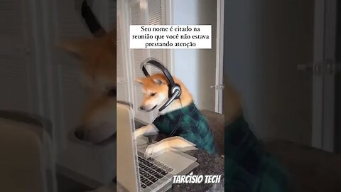 Do nada #shorts #meme #cachorro