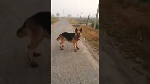 kgf 2 #rudrakrishna #ytshorts #trending