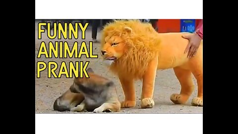 Funny Animal Prank (Dog, Lion, Tiger)