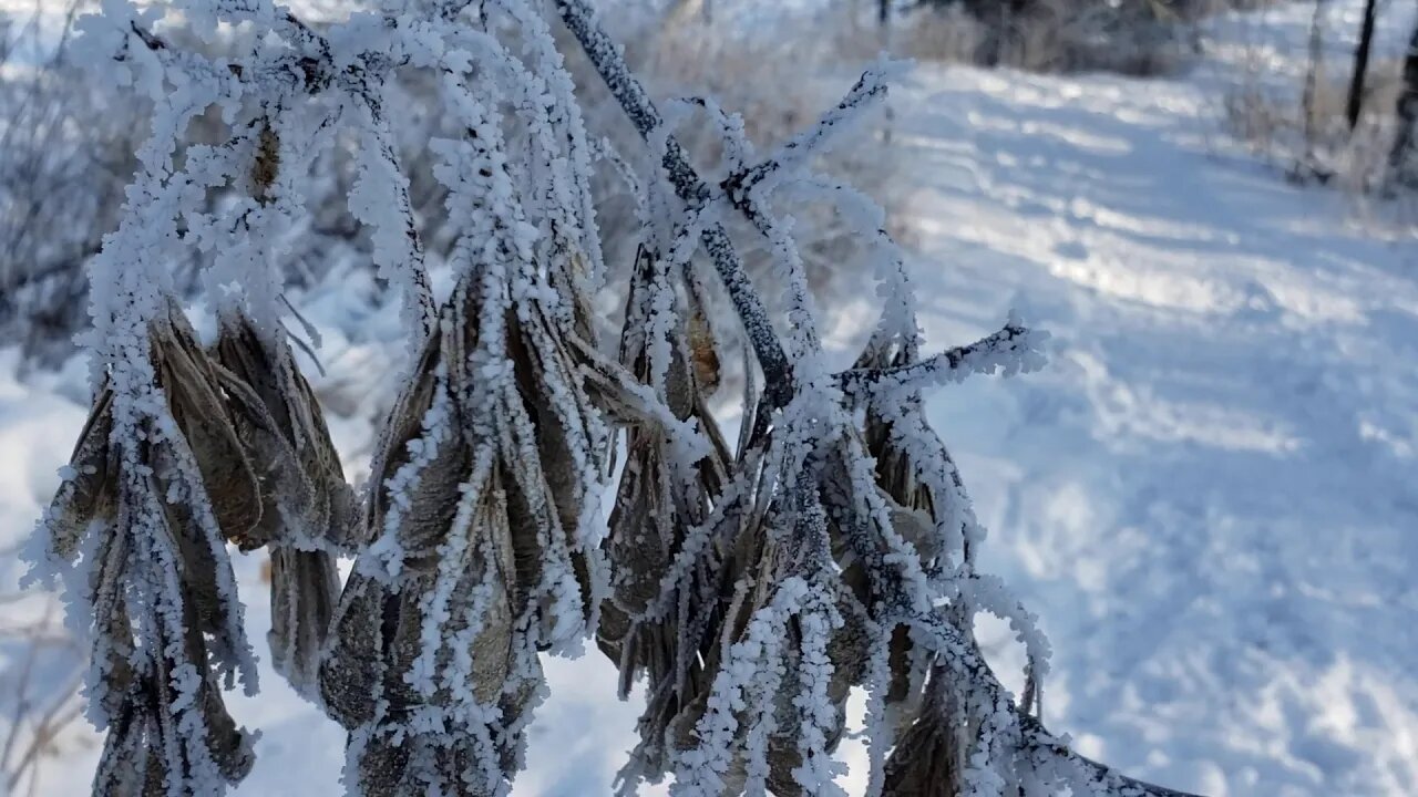 snowblower blossom 3 (no filter)
