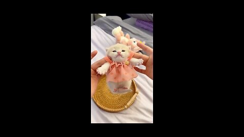 Cats Makes Us Happy | Animals248
