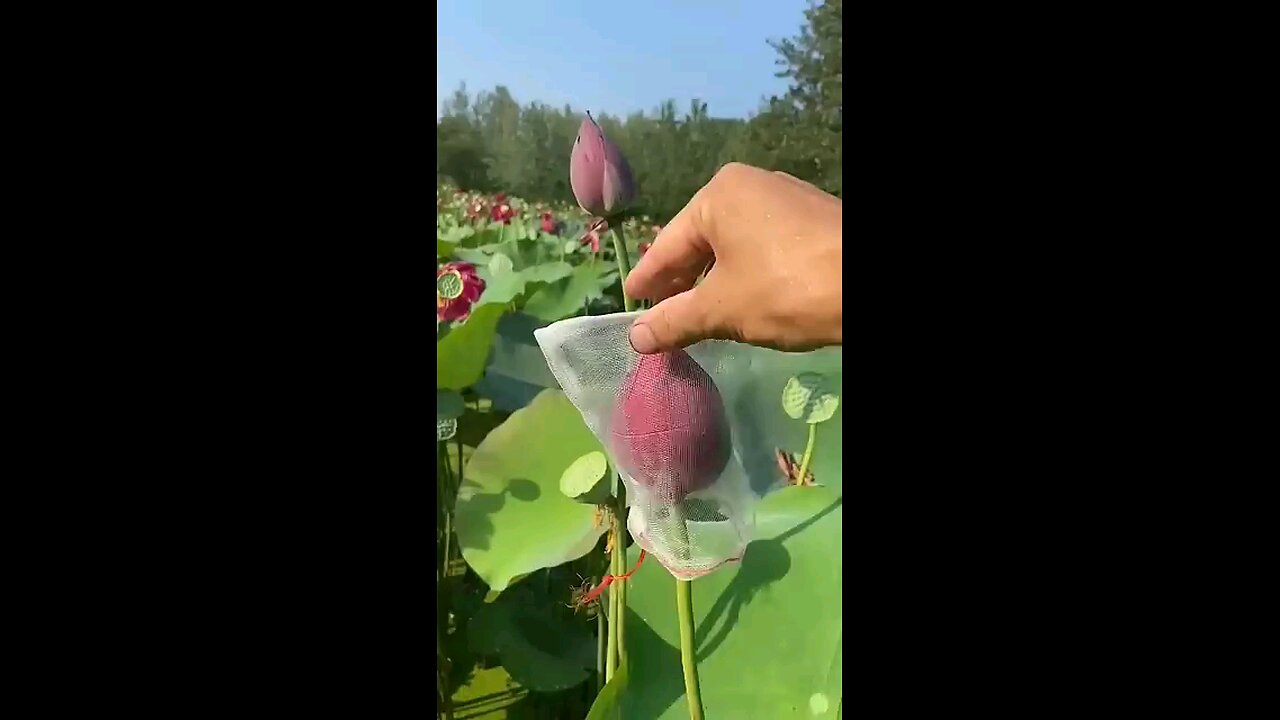 beautiful opening of lotus petals