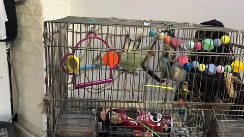 Tecelet and Peach Love Birds