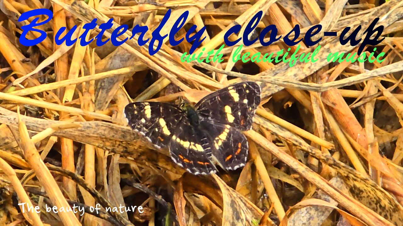 Butterfly in close-up with beautiful music / beautiful insect in nature.
