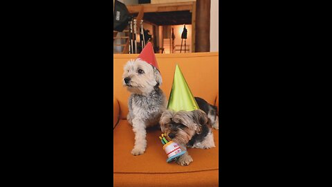 #cute animals #funny video #short video