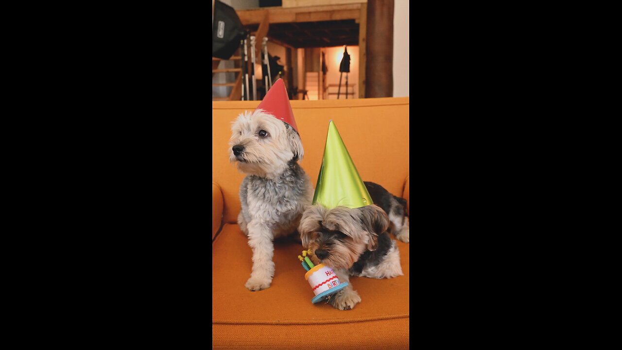 #cute animals #funny video #short video