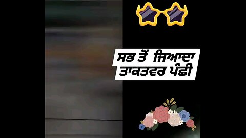 ਸਭ ਤੋਂ ਜਿਆਦਾ ਤਾਕਤਵਰ ਪੰਛੀ #ViralDance #enjoy #SuperHits #everyone #viral #bollywoodstyle #highlights