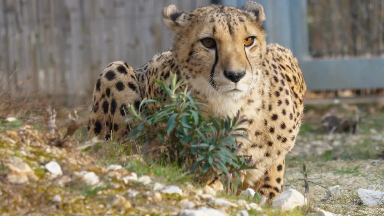 Cheetah Acinonyx jubatus Schreber lying on the ground in Lunaret zoo Montpellier Enclosure in backg