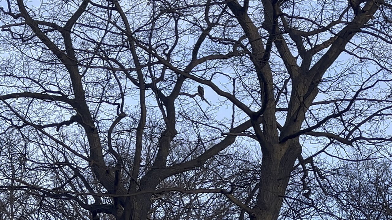 Rough-legged Hawk Humber River in December