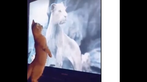 funny animal comedy video 2024