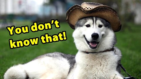 INTRESTING Things About DOGS, That YOU DIDN’T KNOW.