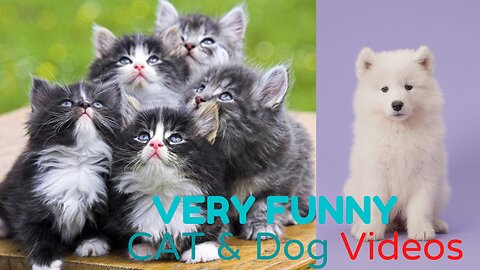 Funny Animal Videos 2022