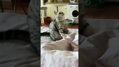 Cute Cat Fun video #cat #shorts #reels