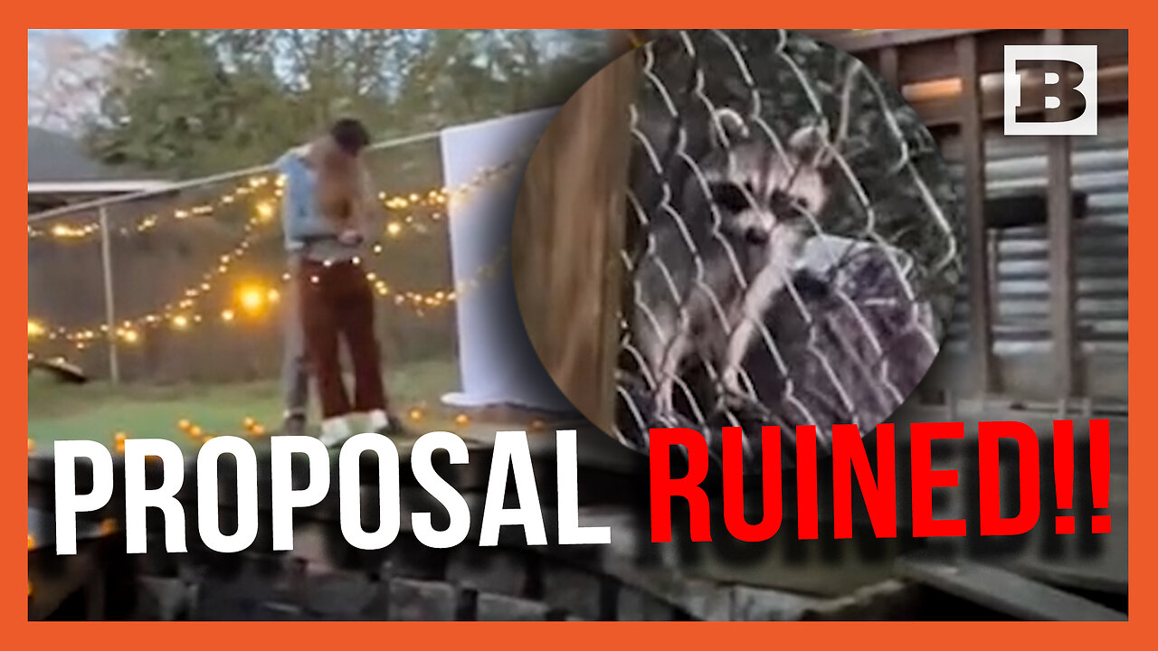 Proposal Ruined??! TikToker Films Raccoon Instead of Key Moment!