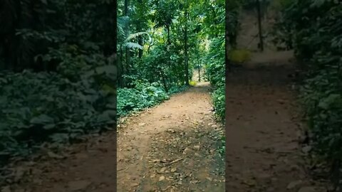 nature#forest#naturesounds#shorts