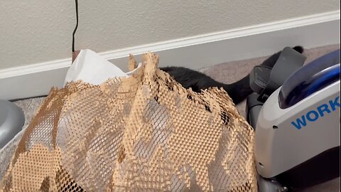 Cute Precious Piper Spies in the Office - Adopting a Cat from a Shelter Vlog