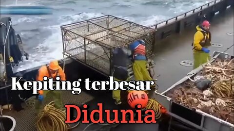 penangkapan kepiting terbesar didunia