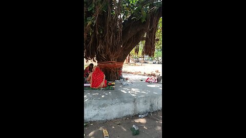 banayan trees pooja part 2