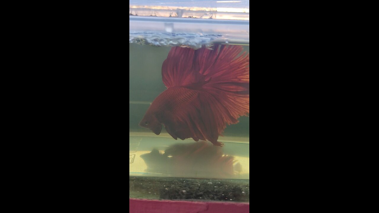 Betta Fish.. Red crowntail male
