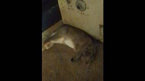 Bunny flops!