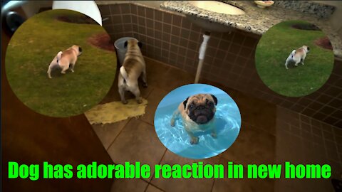 Dog has adorable reaction in new home