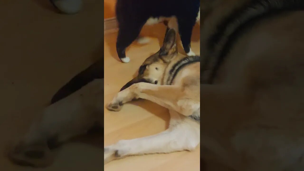 My Shepsky Tells My Cat Where To Pet Her #shorts #pets #trending