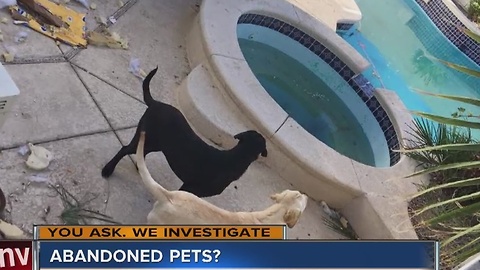 Woman says her neighbors are abandoning two Labrador Retrievers